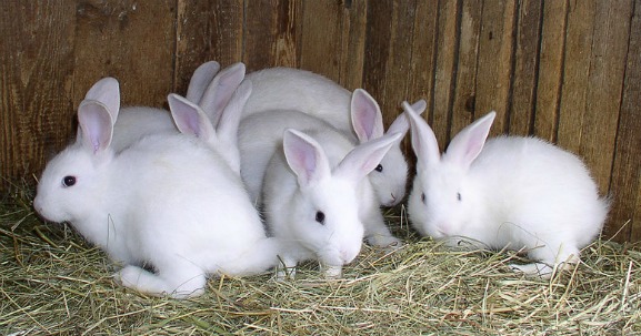 Rabbits, Fibonacci Sequence, math equation
